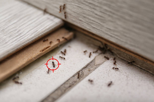 Best Pest Removal Services  in Mount Kisco, NY