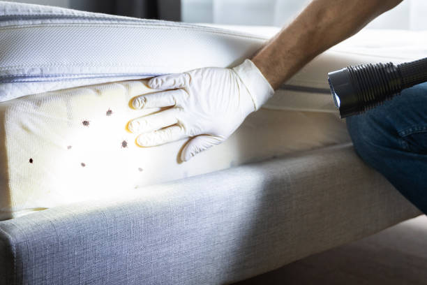 Best Best Pest Control Companies  in Mount Kisco, NY